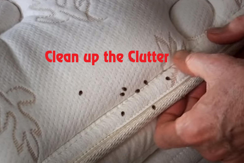 bed bugs pest control service providers in Mumbai